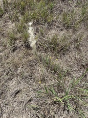 Bothriochloa laguroides