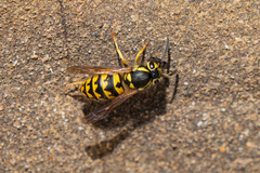 Vespula pensylvanica