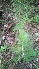 Ipomoea quamoclit