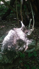 Ibervillea hypoleuca