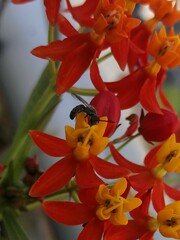 Dialictus