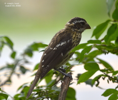 Pheucticus ludovicianus