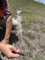 Bothriochloa laguroides