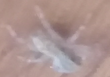 Menemerus bivittatus