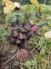 Mycena epipterygia