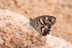 Hipparchia fidia
