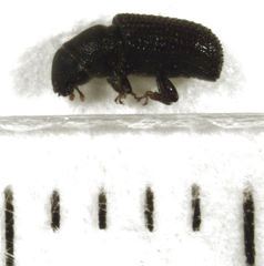 Stenoscelis hylastoides