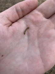 Phryganidia californica