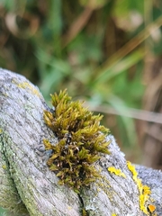 Lewinskya