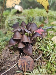 Mycena epipterygia