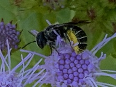 Megachilinae