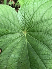 Piper umbellatum
