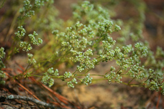 Scleranthus perennis