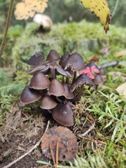 Mycena epipterygia