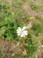 Silene latifolia
