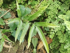Pteris cretica