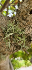 Ramalina farinacea