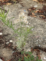 Erigeron bonariensis