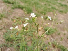 Silene latifolia