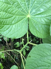 Piper umbellatum