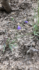 Campanula rotundifolia