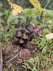 Mycena epipterygia