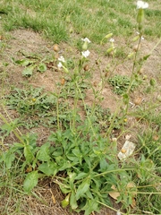Silene latifolia