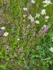 Campanula sibirica