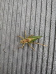 Tettigonia cantans