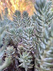 Petrosedum