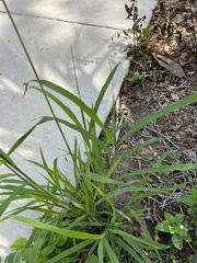 Leptochloa