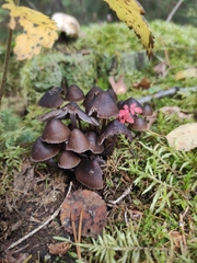 Mycena epipterygia