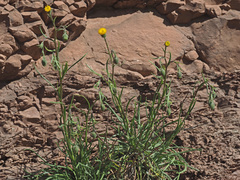 Senecio asperulus