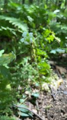 Silene stellata