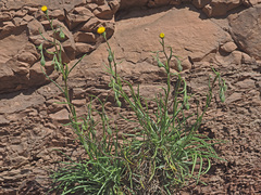 Senecio asperulus