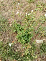 Silene latifolia