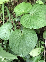 Piper umbellatum