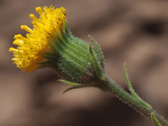 Senecio asperulus