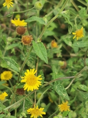Pulicaria dysenterica
