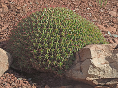 Euphorbia pulvinata