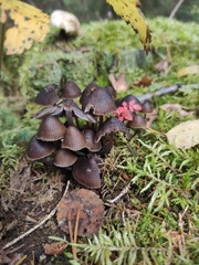 Mycena epipterygia