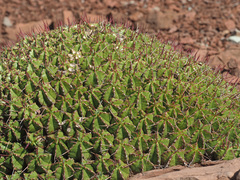 Euphorbia pulvinata