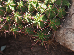 Euphorbia pulvinata