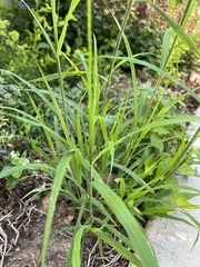 Leptochloa