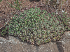 Euphorbia pulvinata