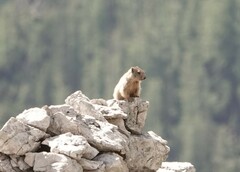 Marmota marmota