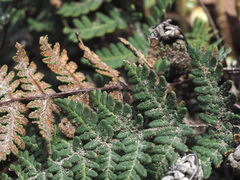 Cheilanthes eckloniana