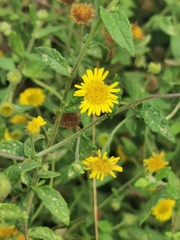 Pulicaria dysenterica