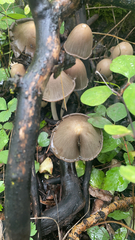 Psathyrella longipes