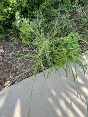Leptochloa